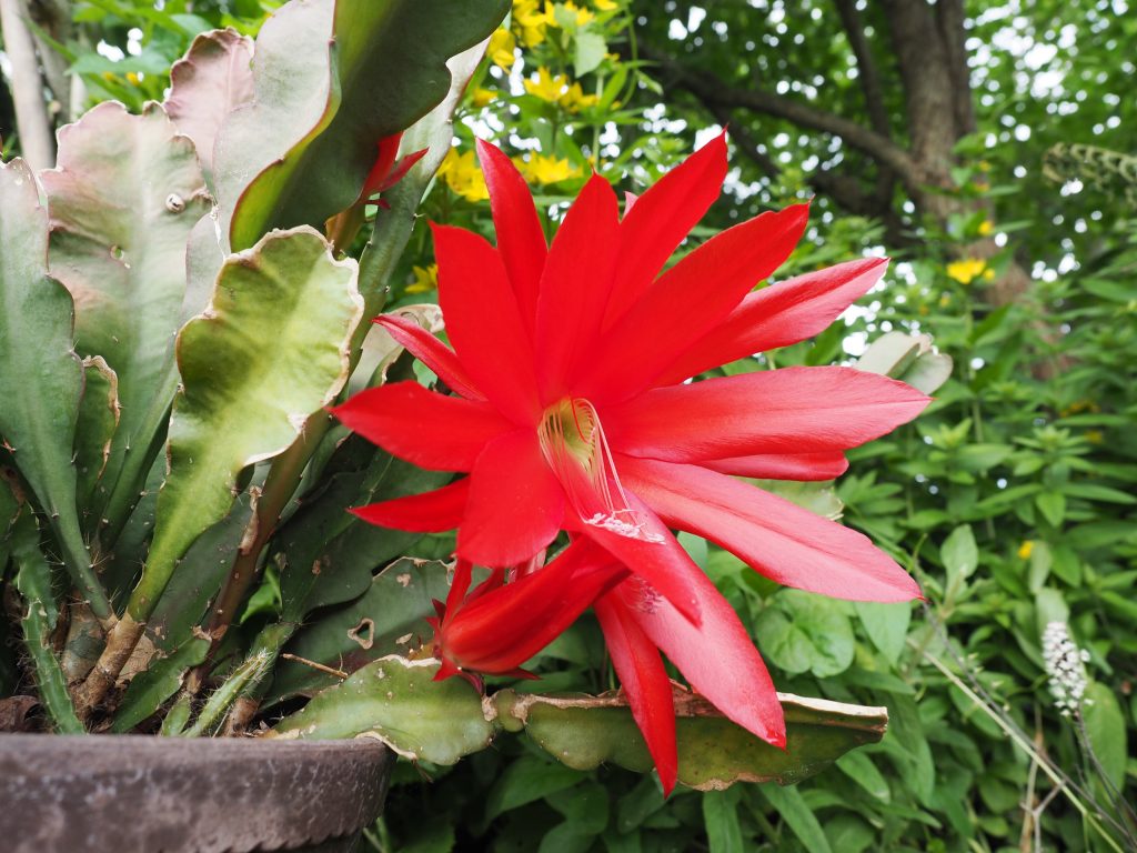 Epiphyllum