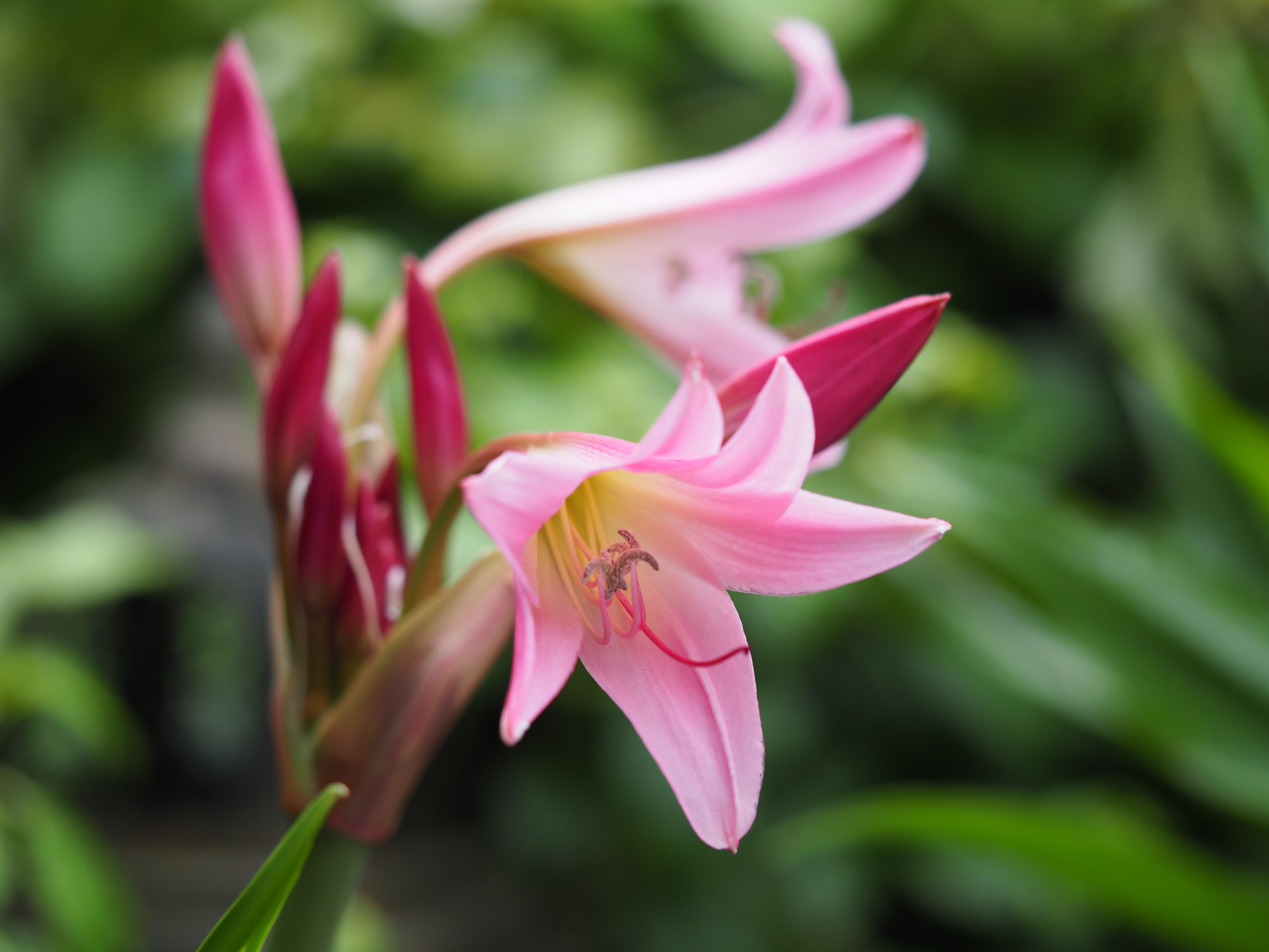 Crinum x powellii — en sommerblomstrende slektning til vår kjente og kjære amaryllis