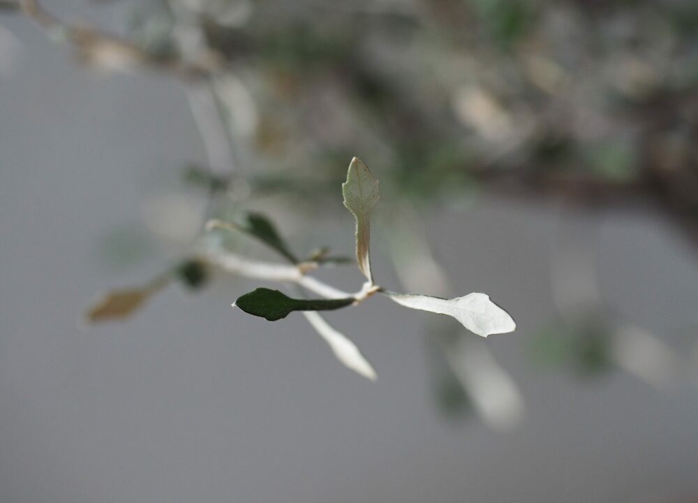 Corokia eller spøkelsestre