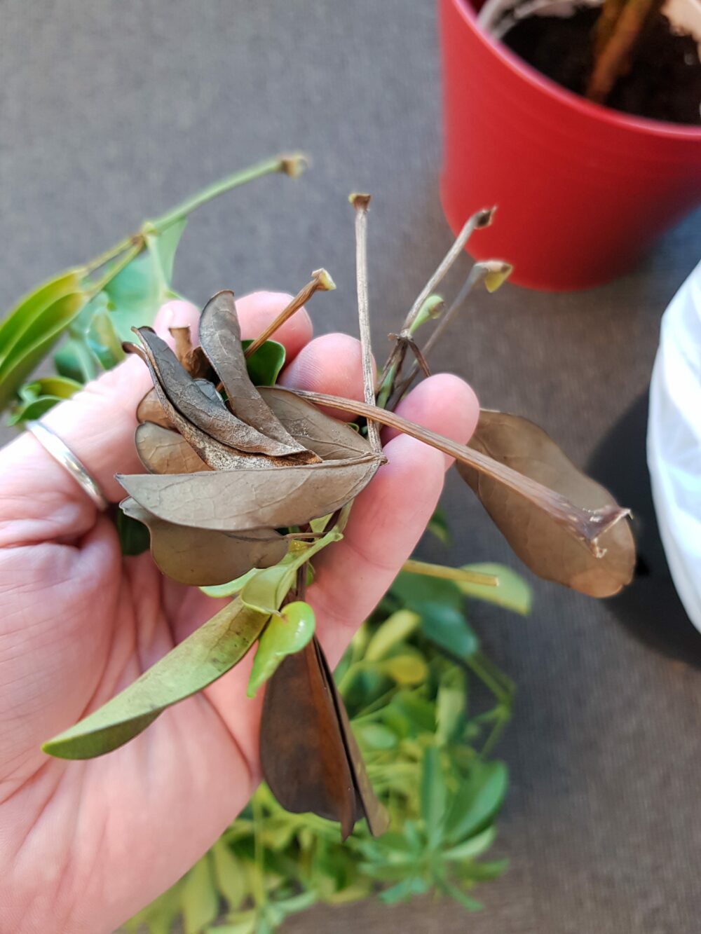 grønne planter tåler ikke frost