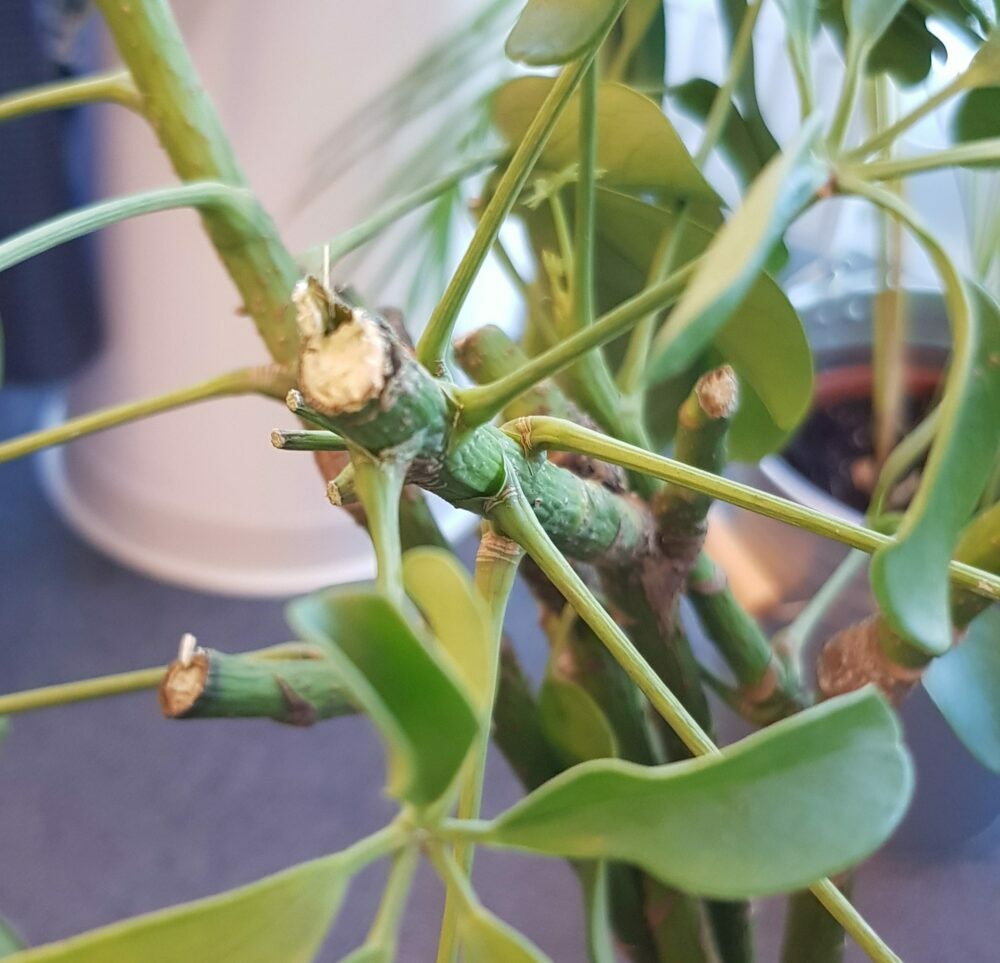 frostskader på grønne planter