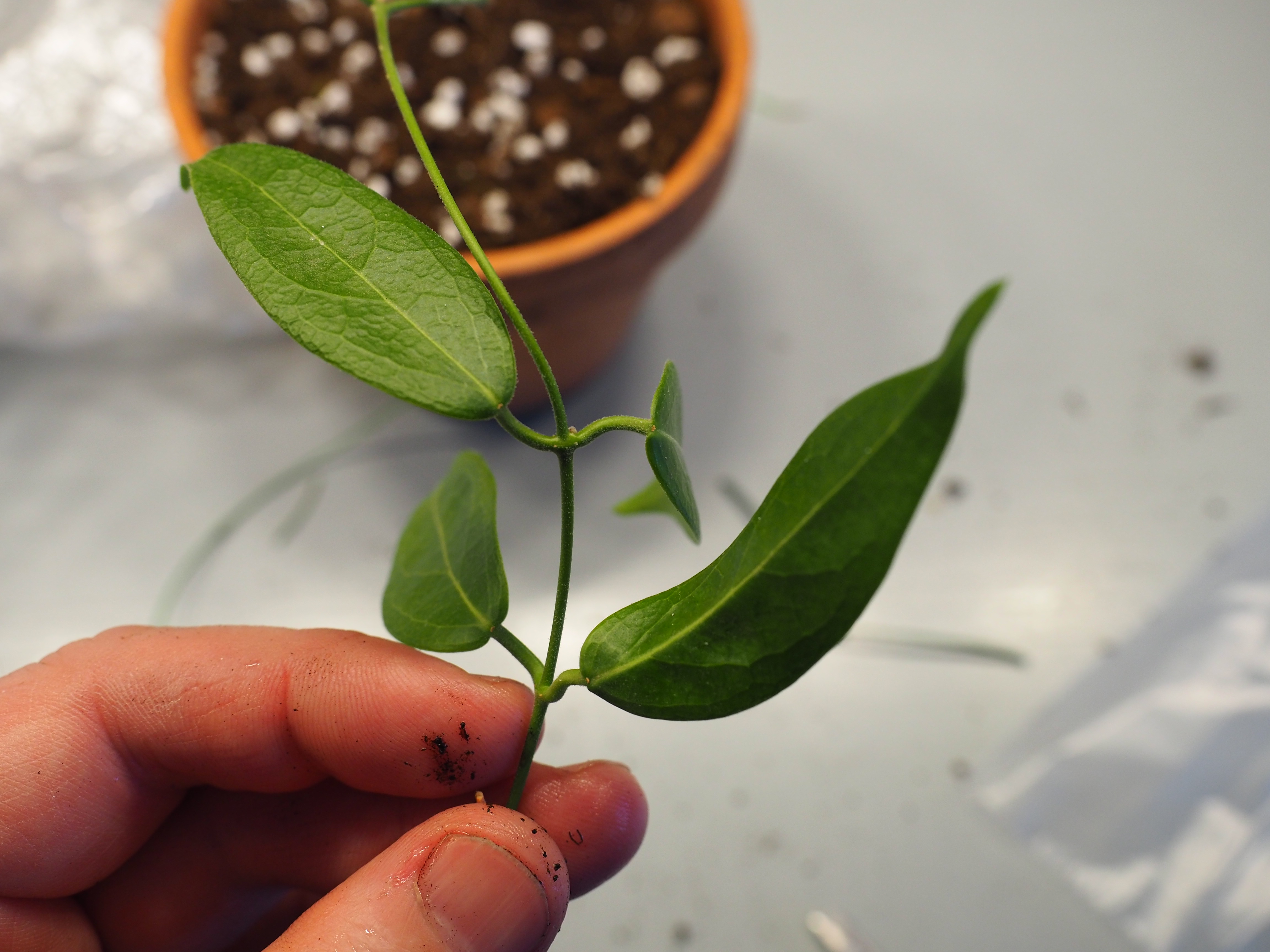 Slik lager jeg nye planter ved å sette stiklinger av hoya