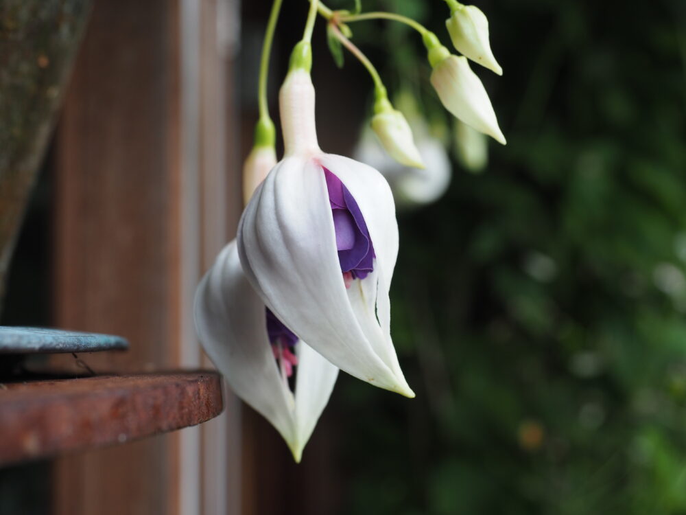 Fuchsia ompotting