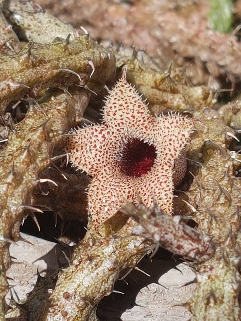 Huernia succulent