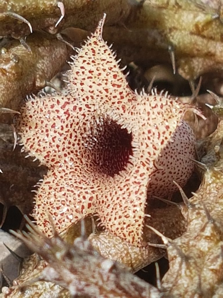 Huernia succulent