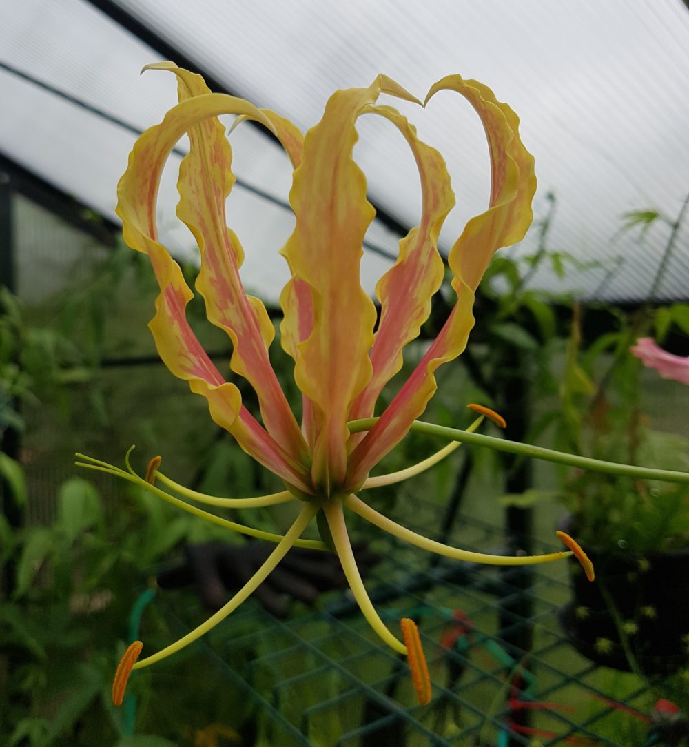 Gloriosa superba 