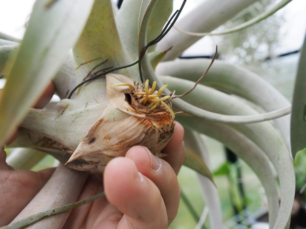 tillandsia xerographica