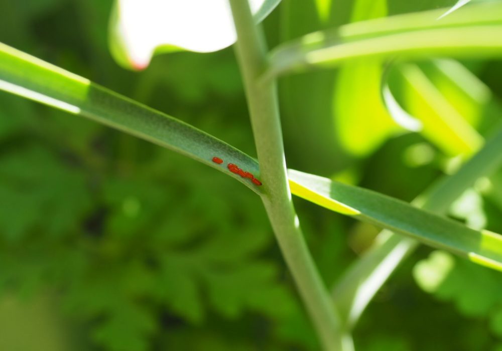 liljebiller som spiser planter