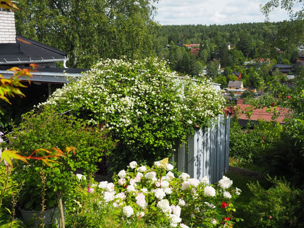 Clematis Summer snow