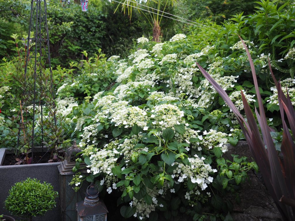 Hydrangea petiolaris