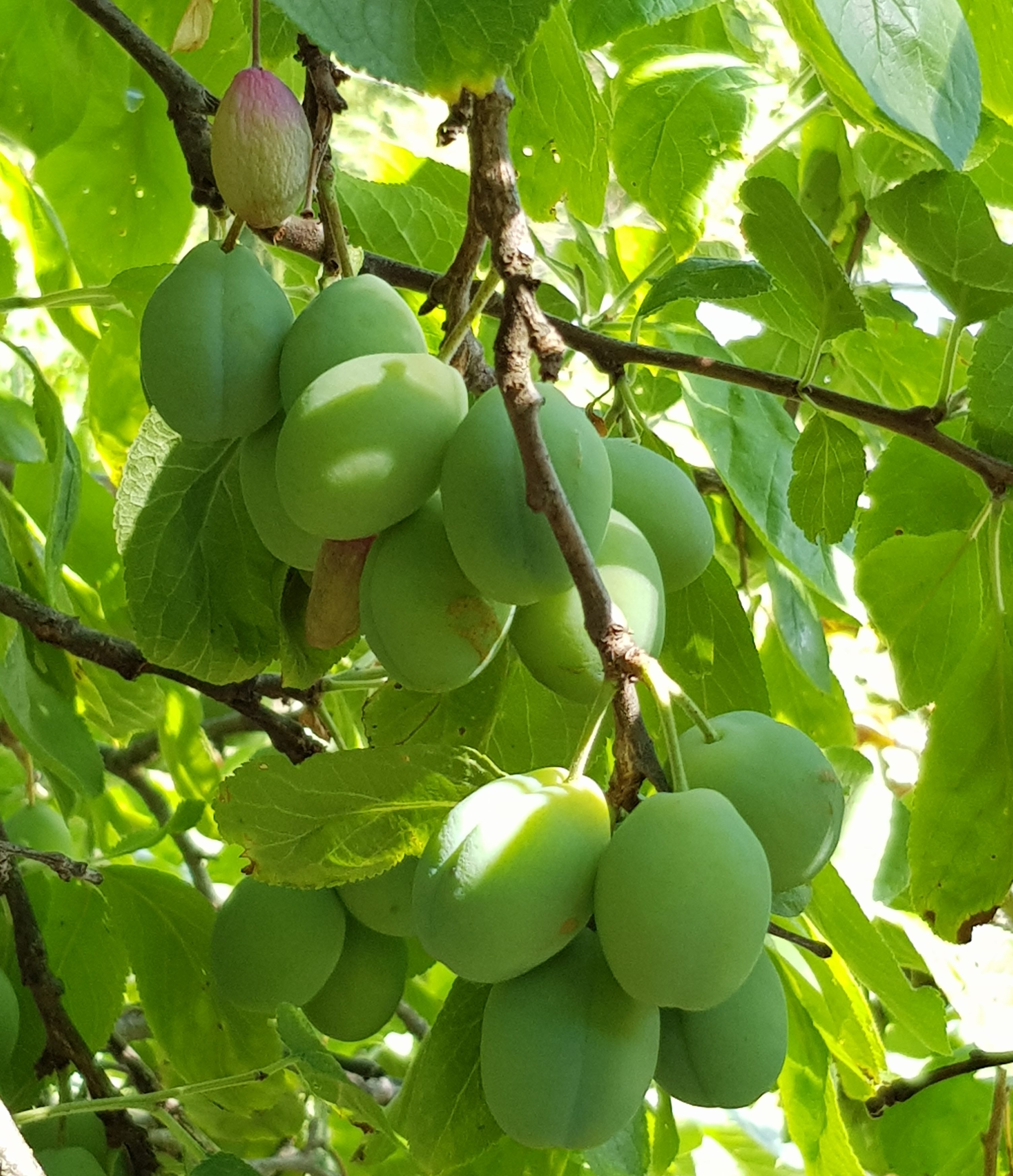 På høy tid å tynne plommer nå for søtere og større frukt