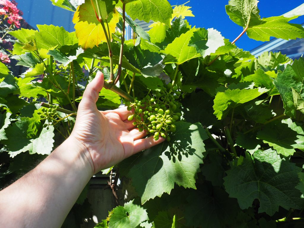 sommerbeskjæring av drueranke