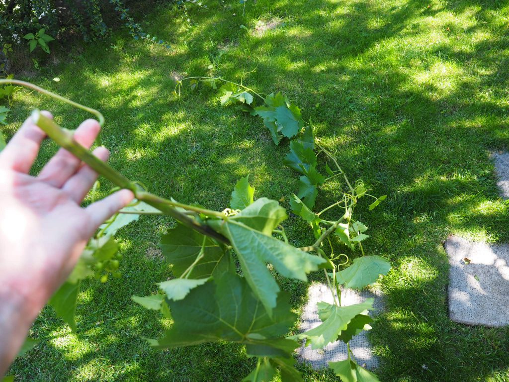 sommerbeskjæring av drueranke