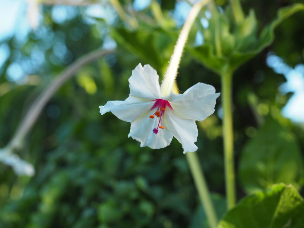 Mirabilis longiflora