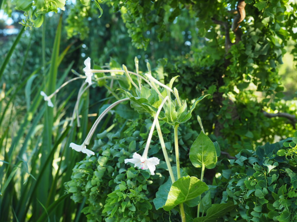 Mirabilis longiflora