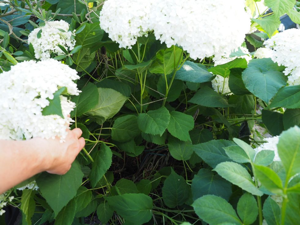 støtte vierhortensia