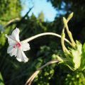 Mirabilis longiflora