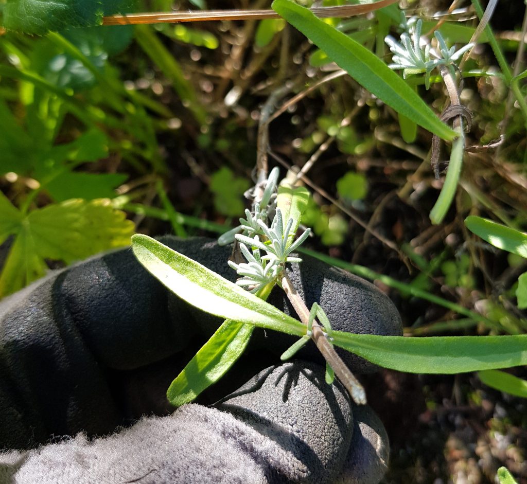 beskjæring av lavendel