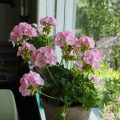 sommerblomster etter ferien