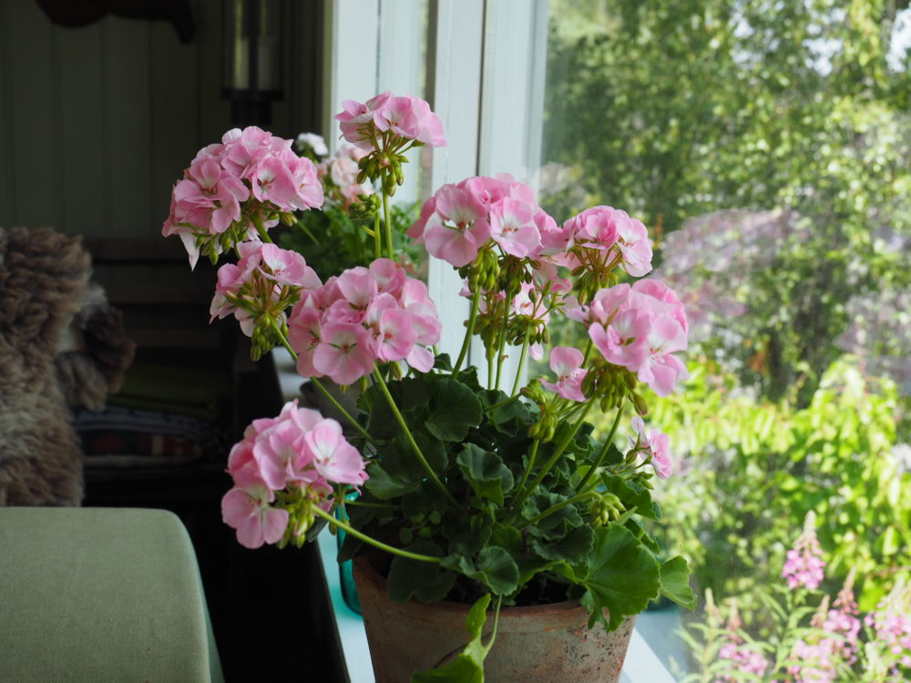 På tide å ta inn pelargonia for sesongen og la dem forberede seg på ny sommer.