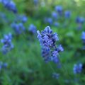 beskjæring av lavendel