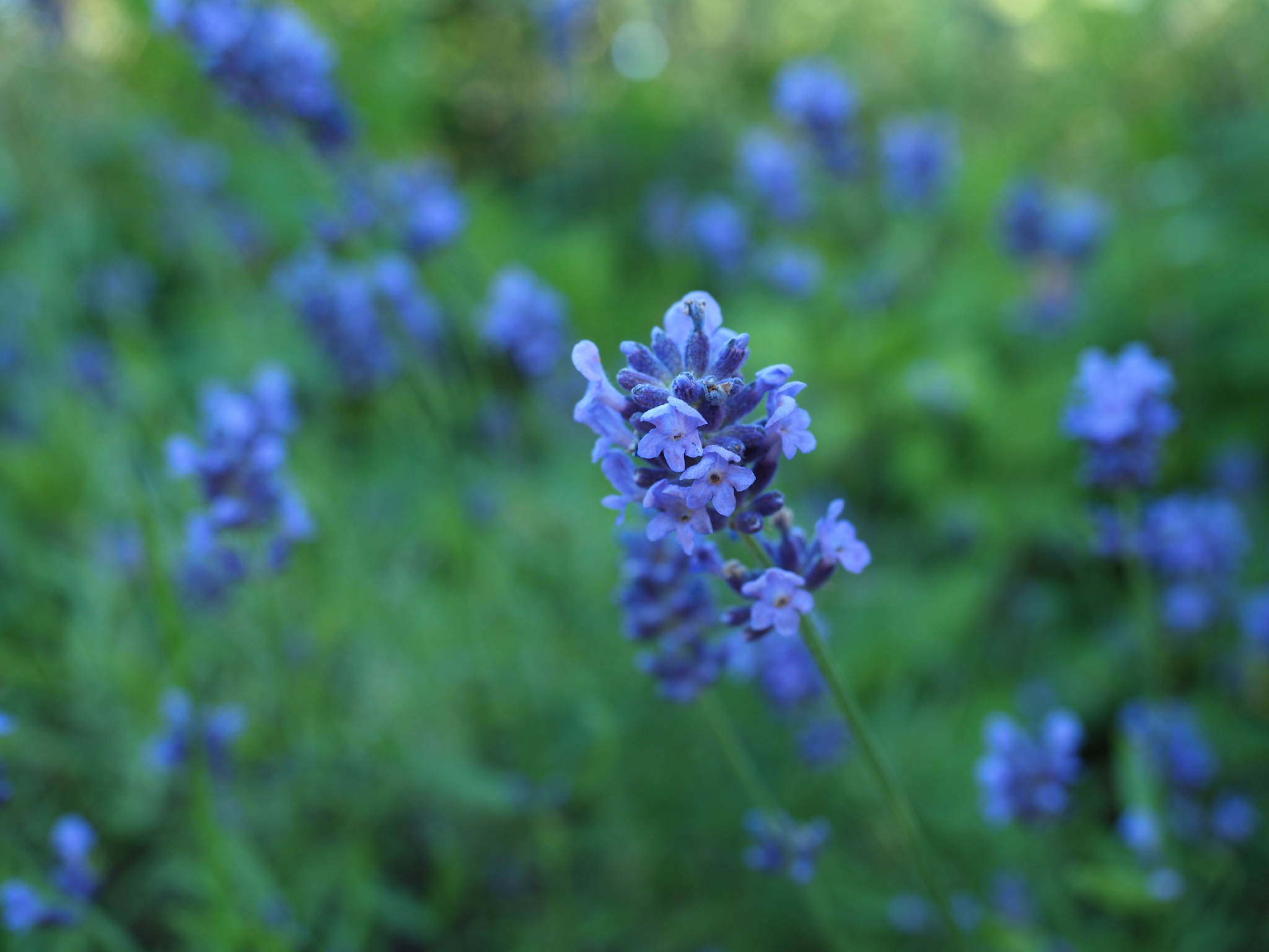 Beskjæring av lavendel gjør jeg nå for å få finere planter neste år.