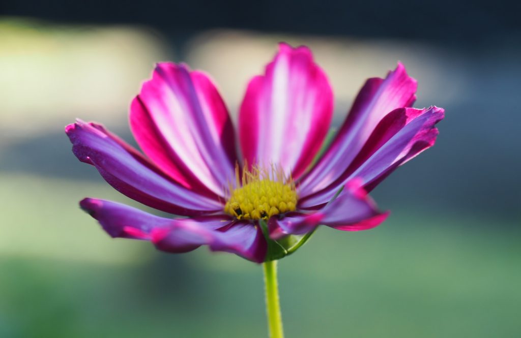 Sommerblomster etter ferien