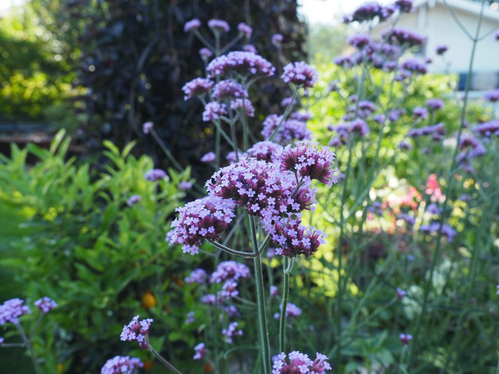 sommerblomster etter ferien