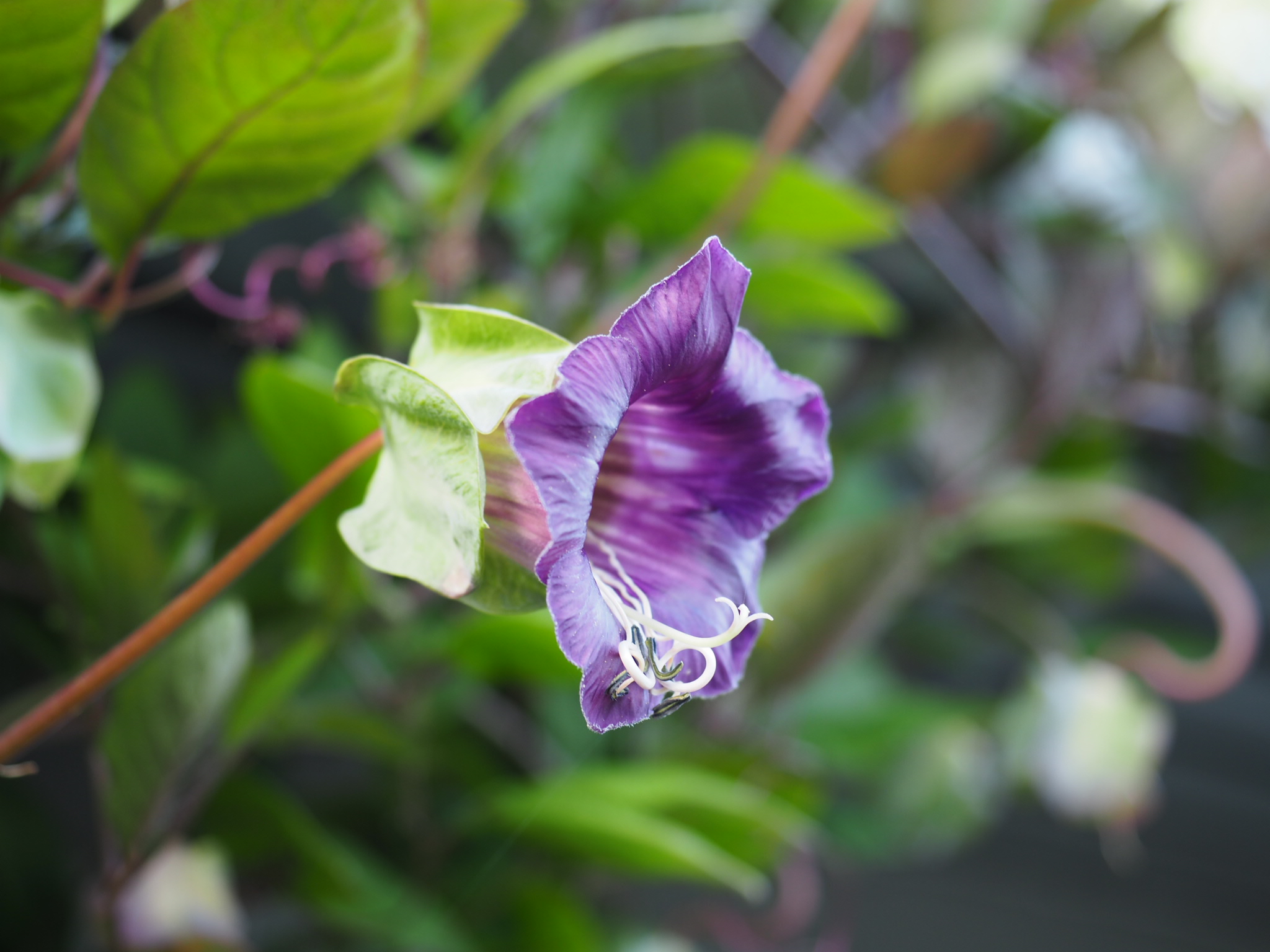 Cobaea scandens — på min liste over perfekte klatreplanter!