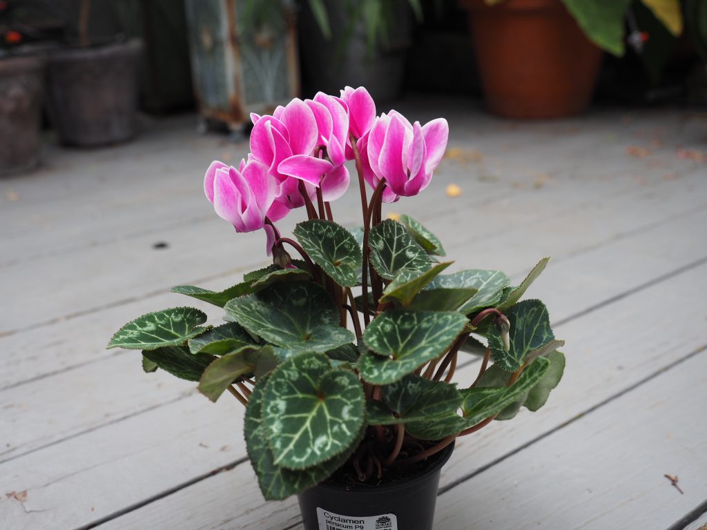 Alpefiol eller Cyclamen — høstens fargerike høydepunkt - SkarpiHagen