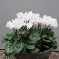 alpefiol eller cyclamen