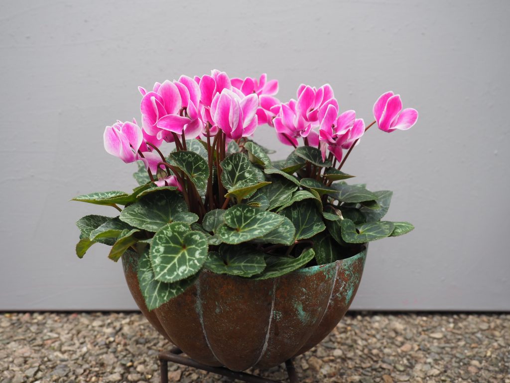 cyclamen