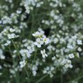 Crambe cordifolia