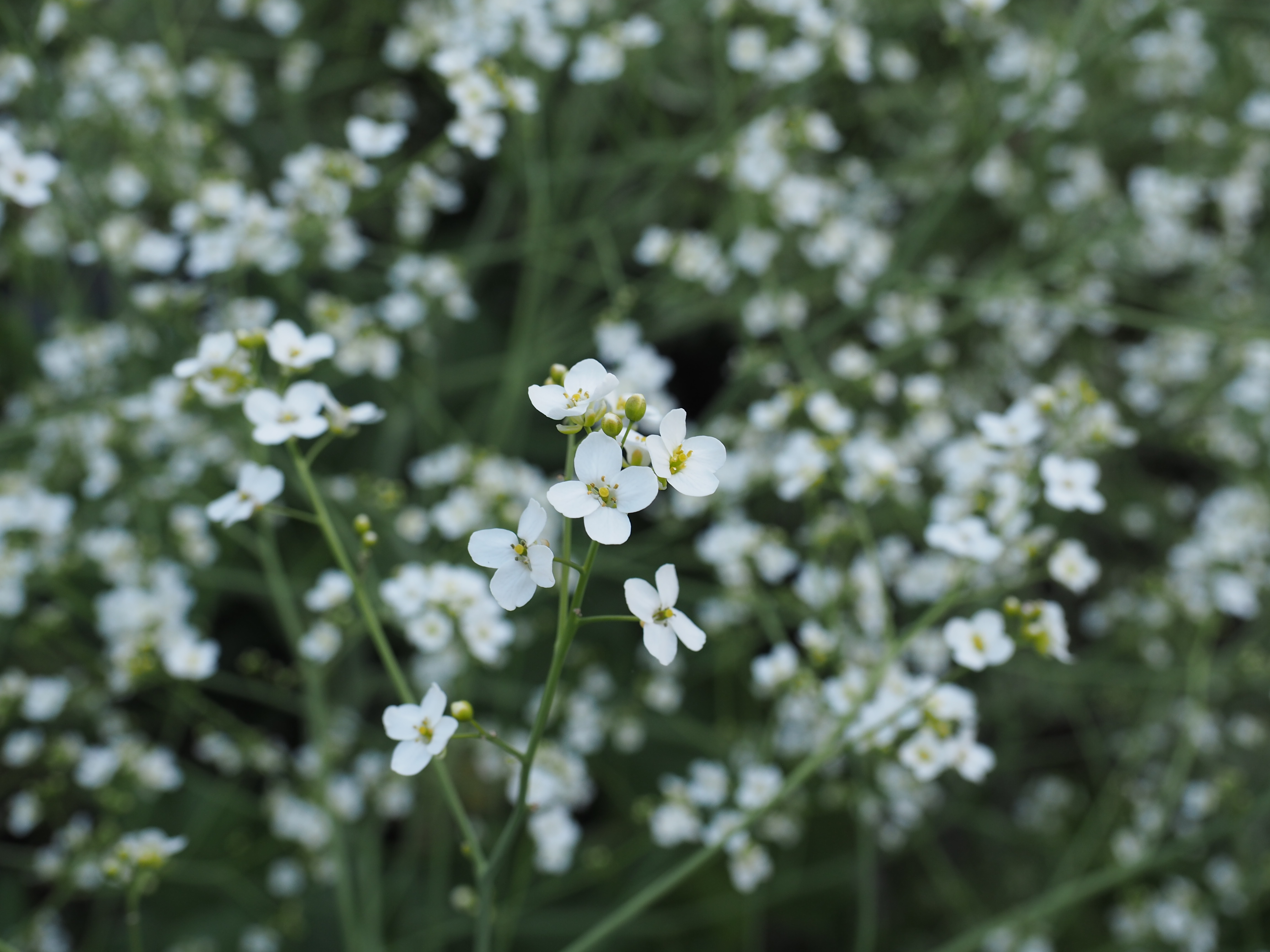 Buskstrandkål — En staude med 1000-vis av små hvite blomster!