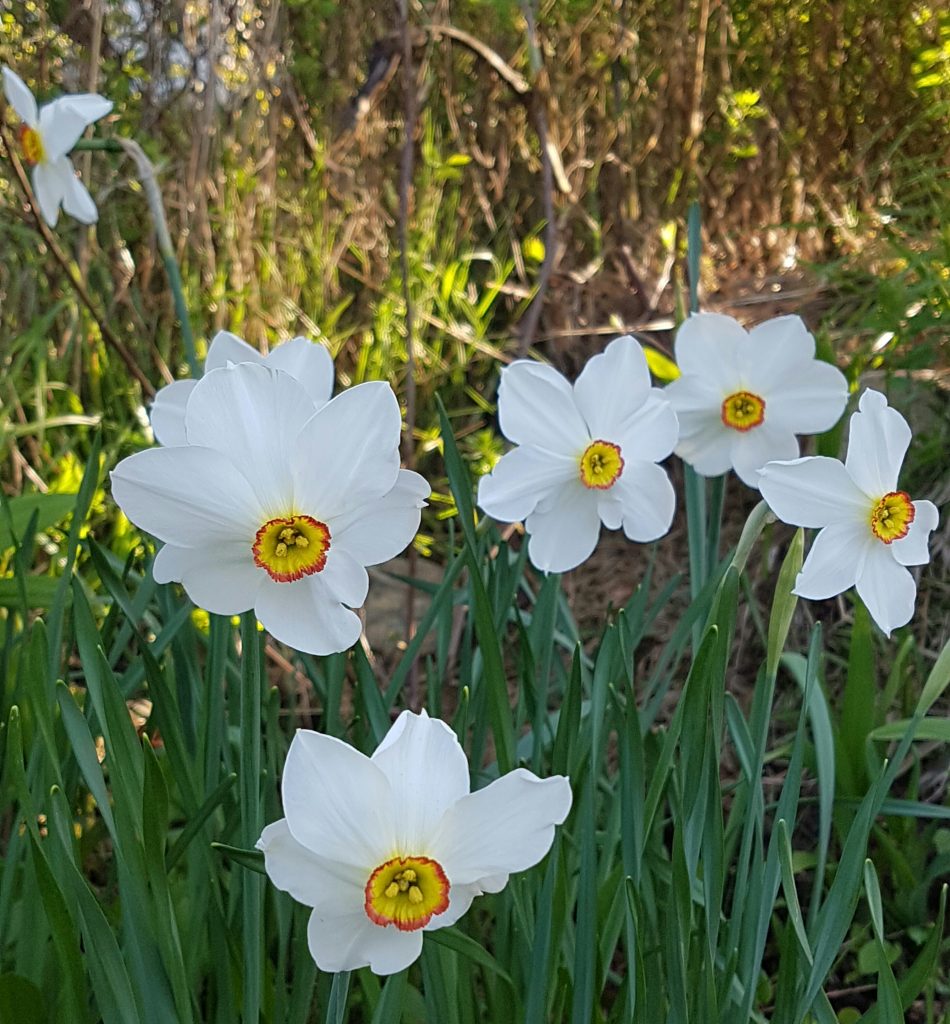 plante blomsterløk