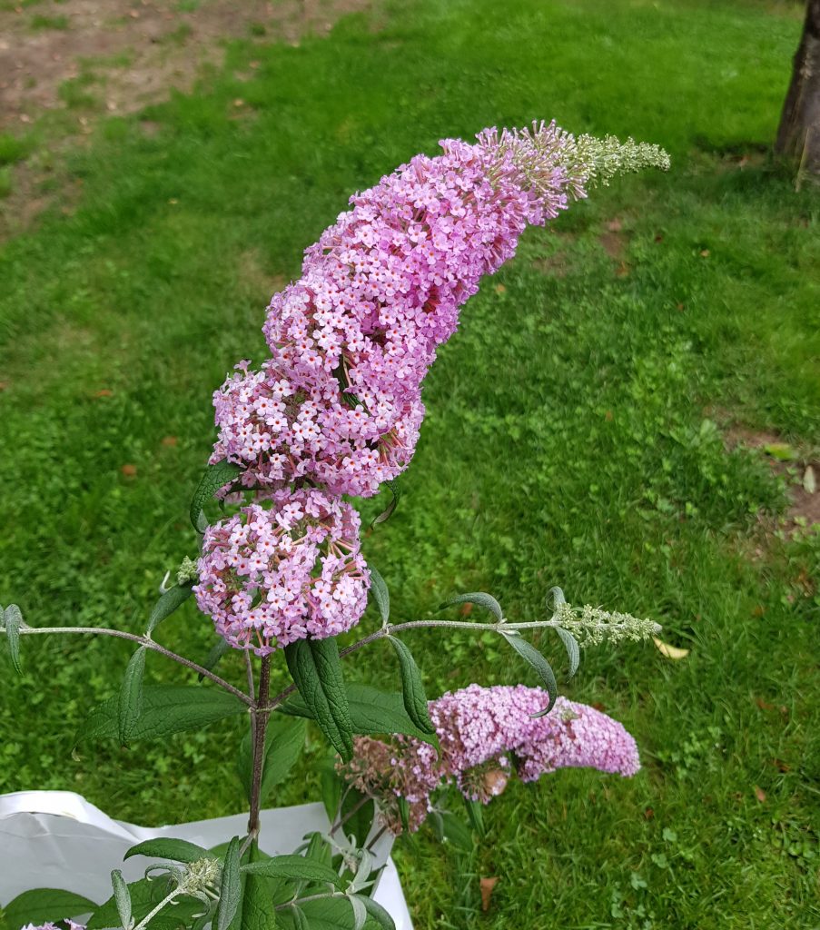 sommerfuglbusk