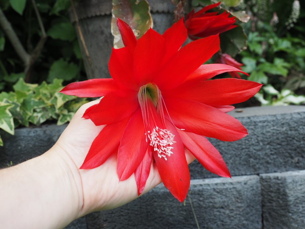 rød epiphyllum