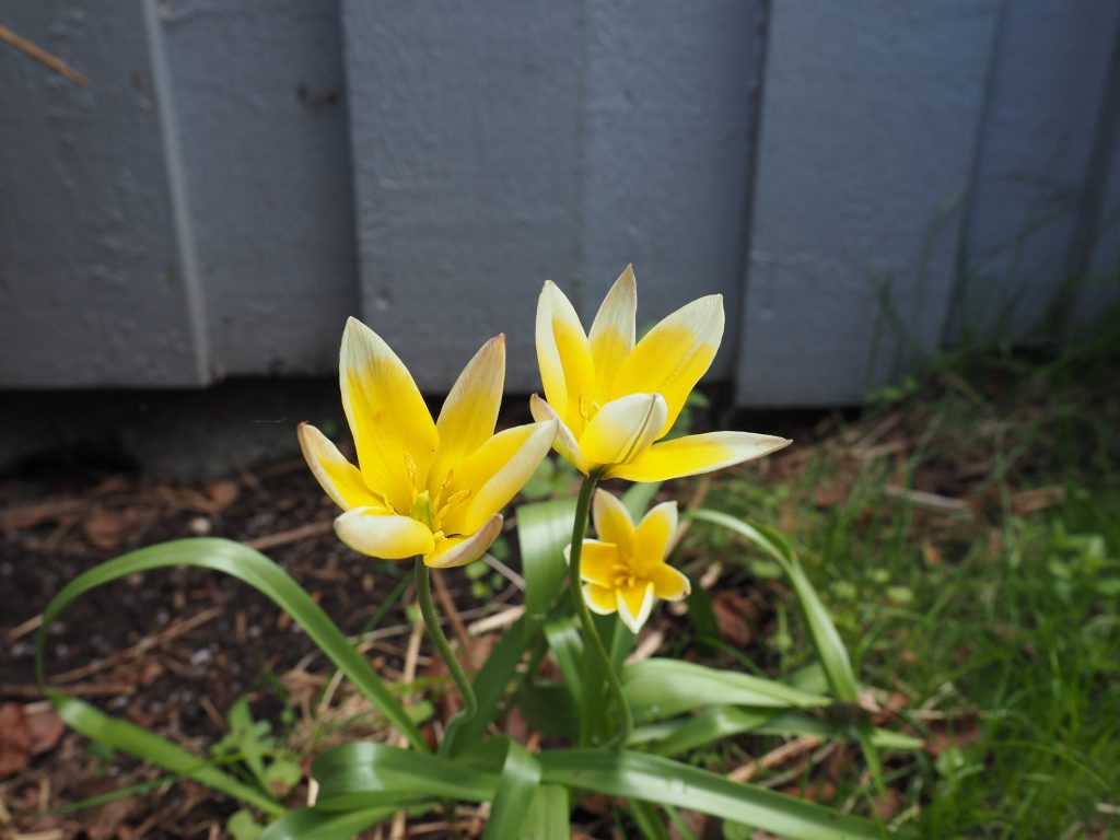 tulipan 