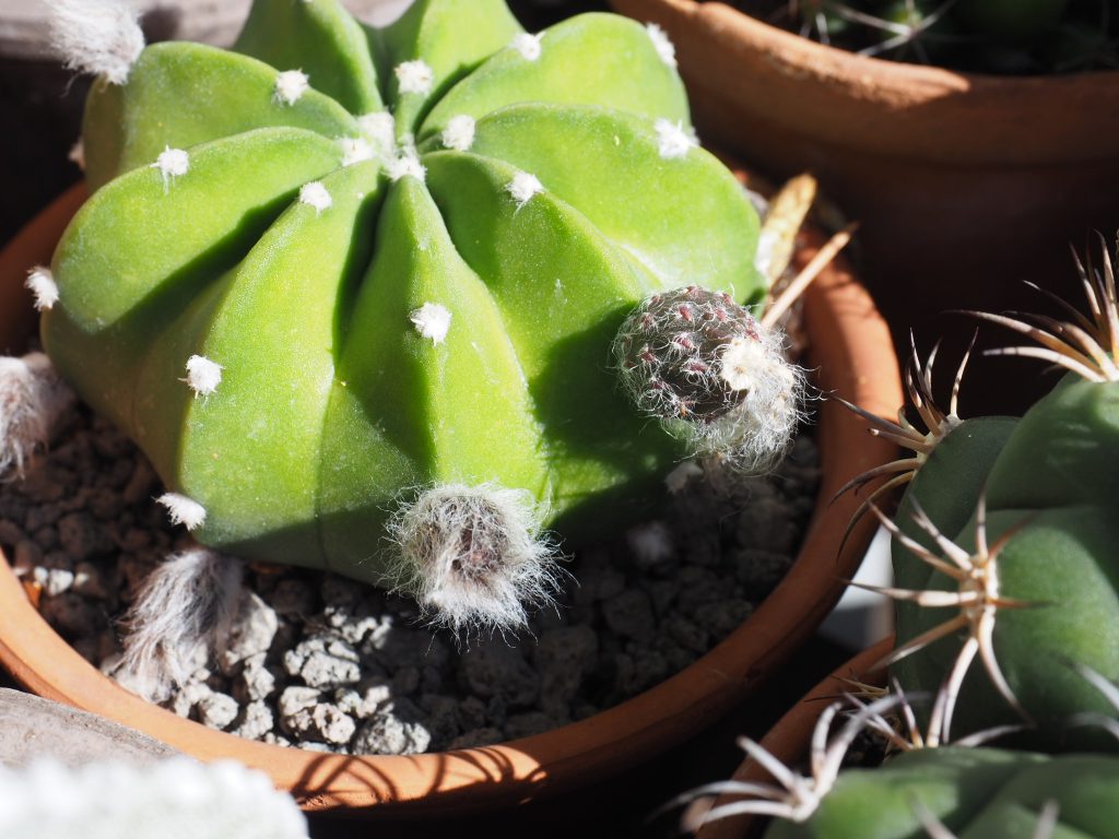 stella av kaktus