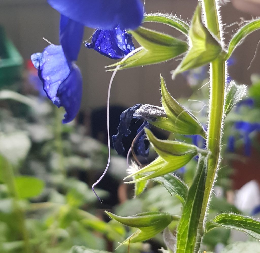 Salvia patens blue angel