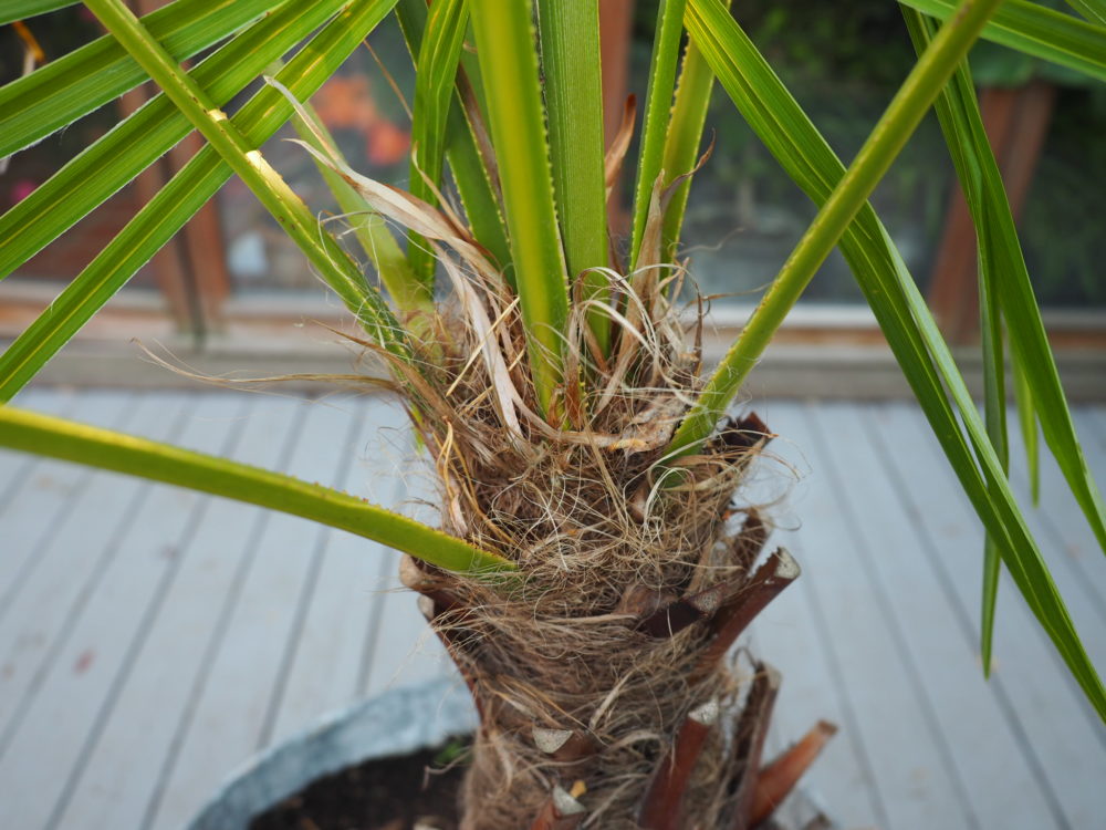 Trachycarpus fortunei