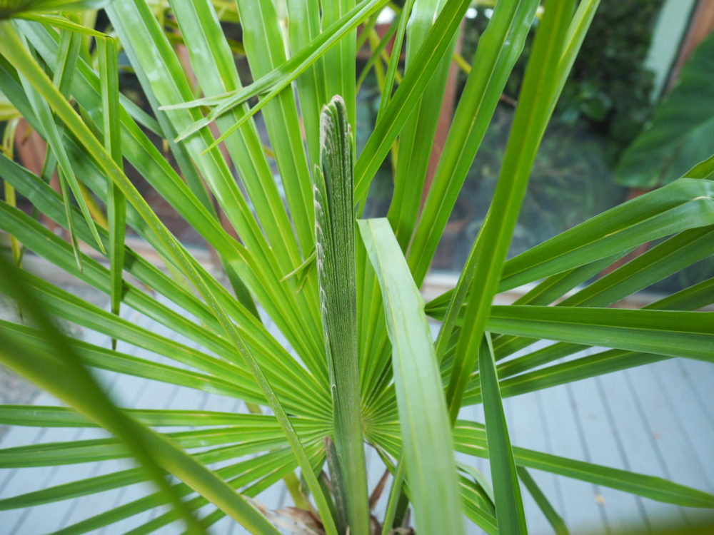 Trachycarpus fortunei