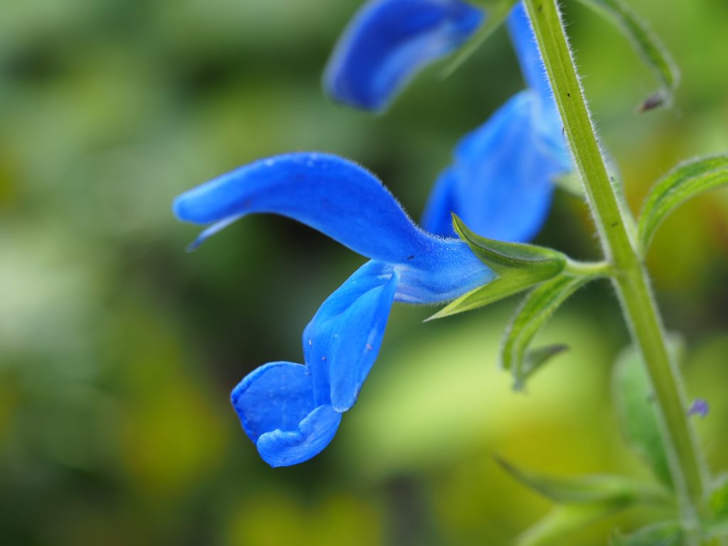 Blue angel