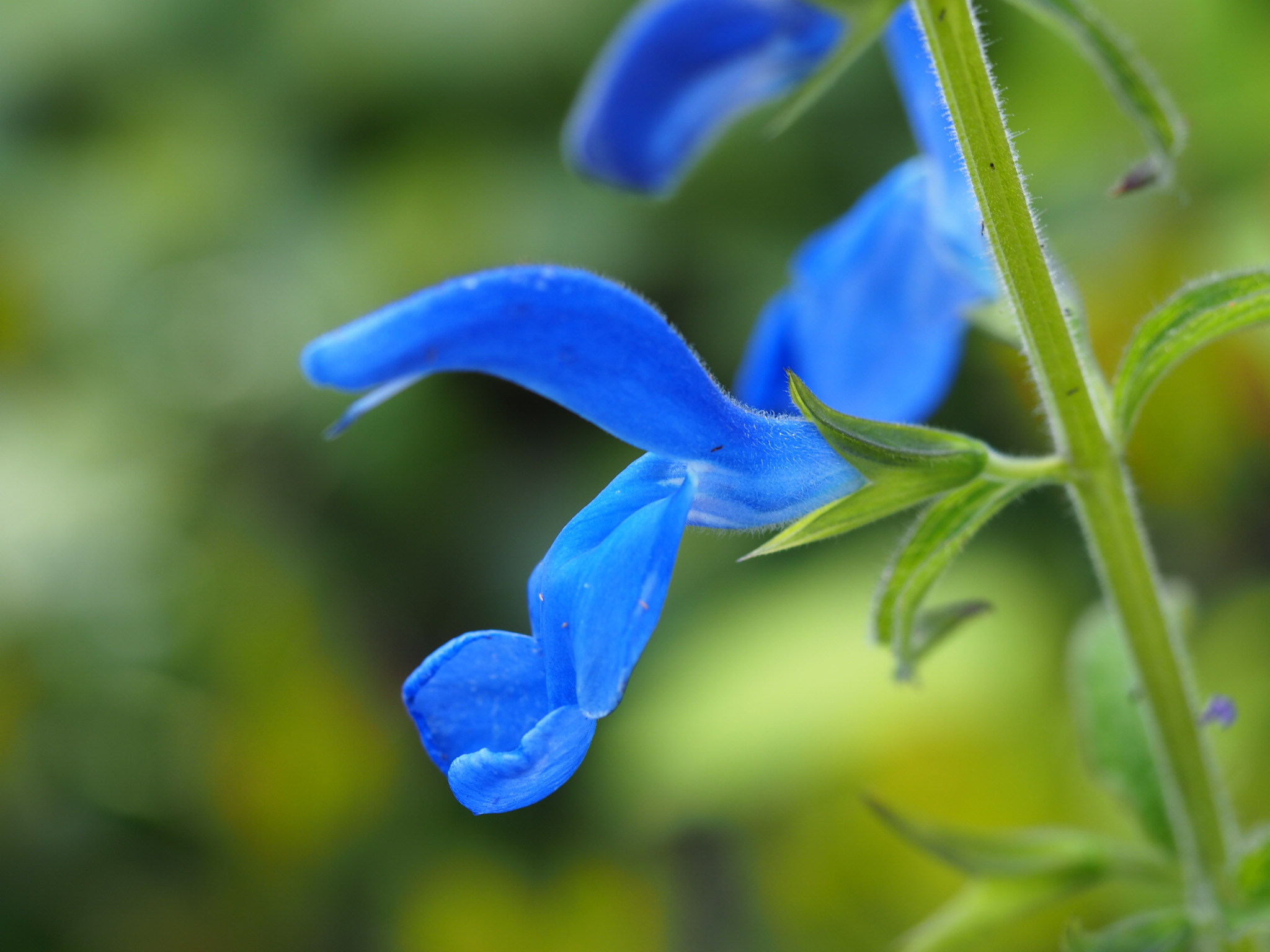 Blåsalvie — den blåeste av de blåe blomstene i bedet. - SkarpiHagen
