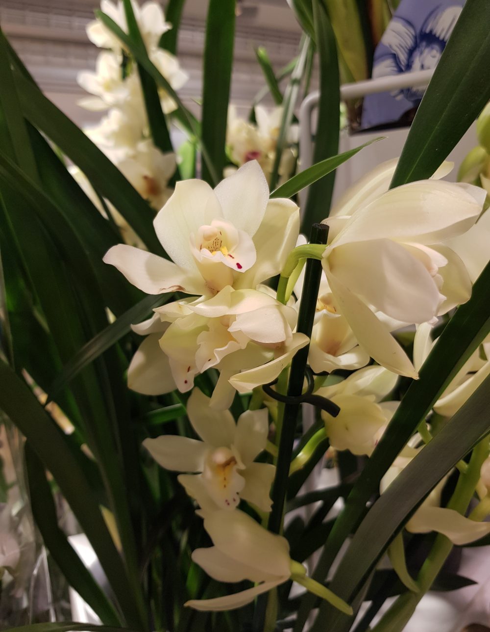 cymbidium