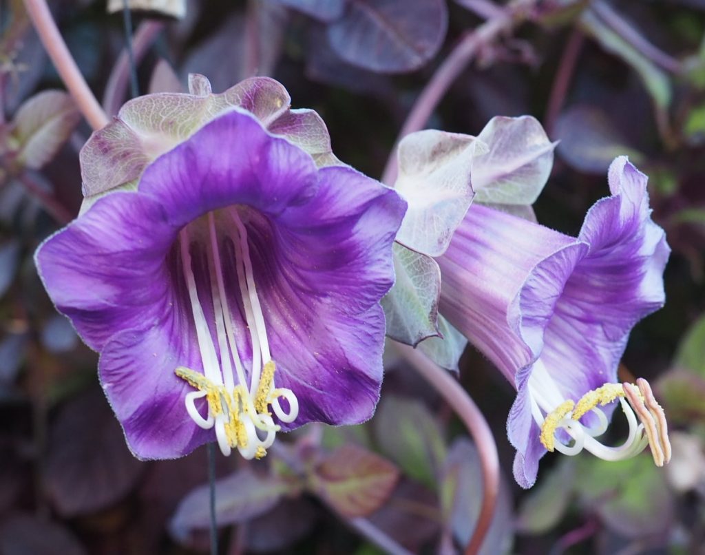 cobaea scandens