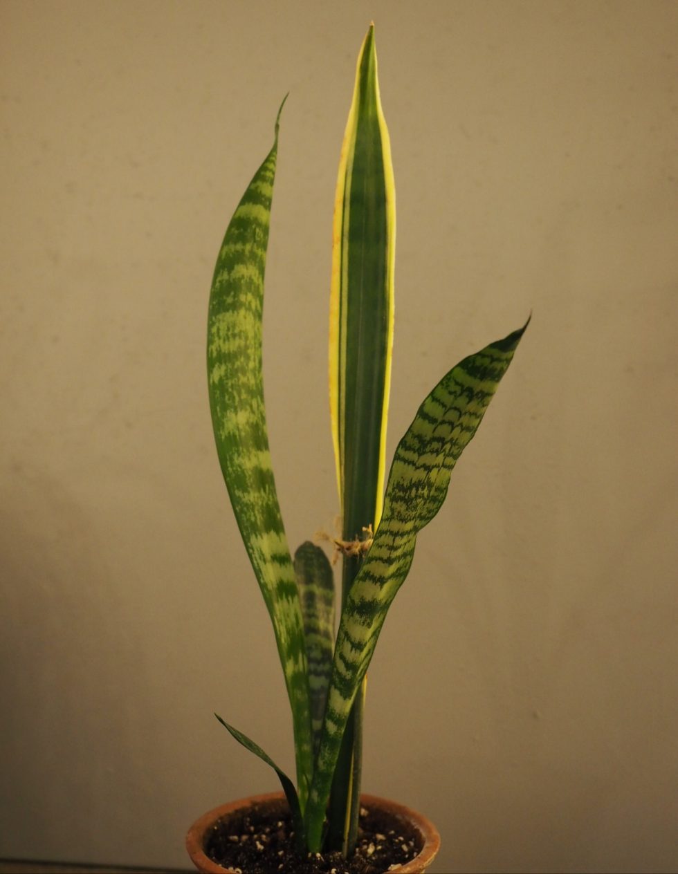 sansevieria