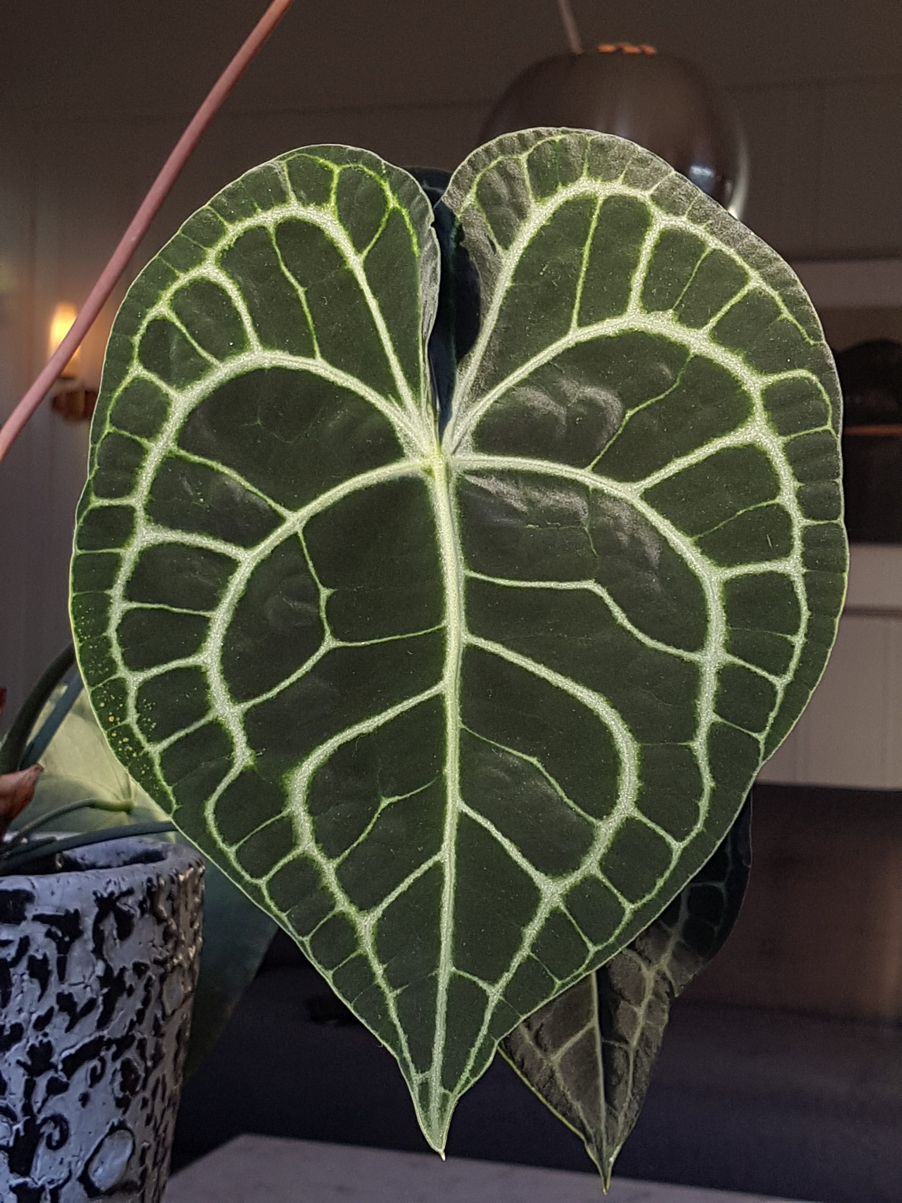 Anthurium clarinervium til alle hjerters dag - SkarpiHagen