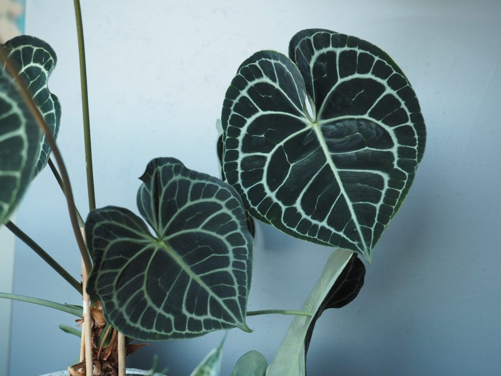 Anthurium clarinervium til alle hjerters dag