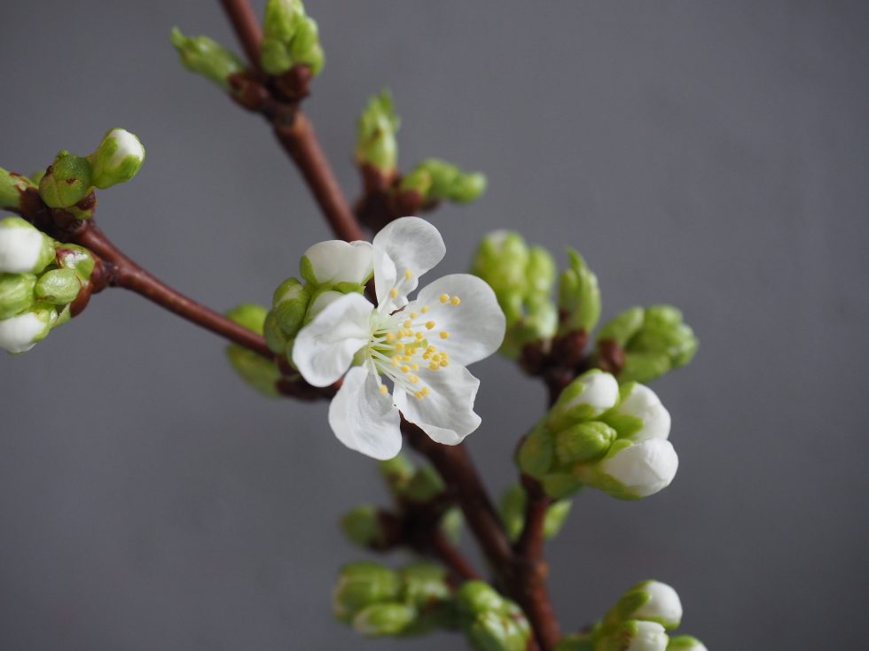 Kortreiste kirsebærblomster i vase = vårfølelse!